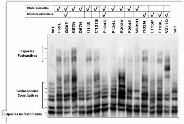 Mutaciones de MEK1 y el aumento de especies fosforiladas de MEK1 en cáncer