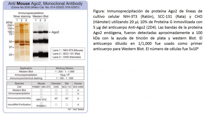 Anti-Ratón Ago (2D4)