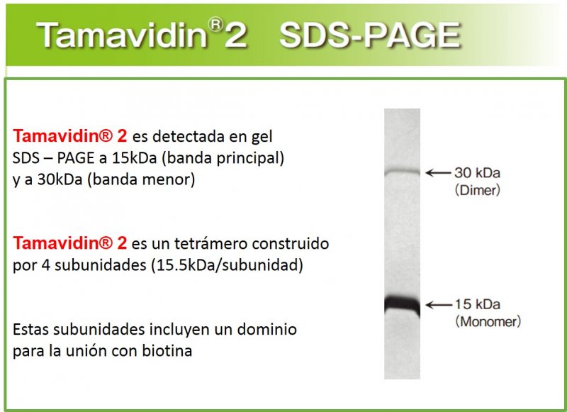 Tamavidin® SDS-PAGE