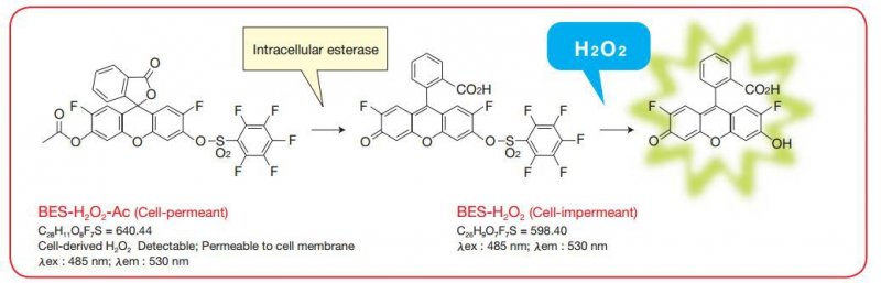 Estructura Molecular BES-H2O2 