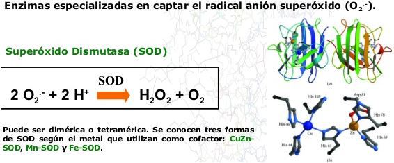 Enzimas especializadas en captar el radical anión superóxido.